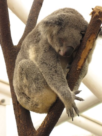 another sleepy koala