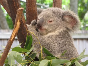 awake koala