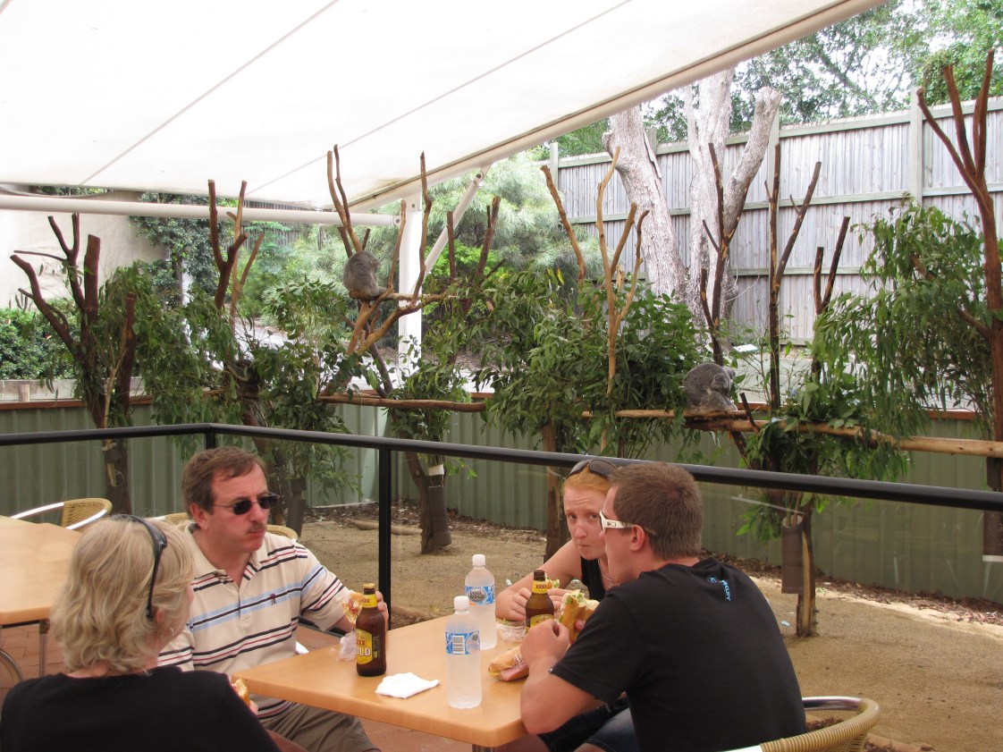 more lunch among koalas
