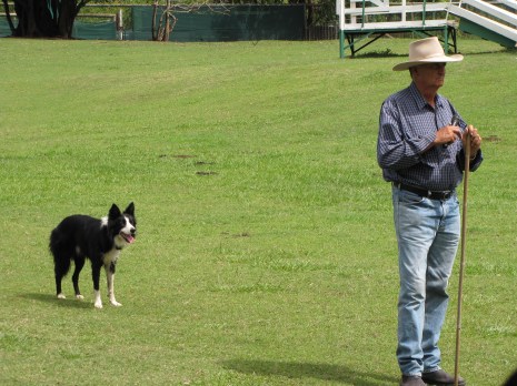 sheep dog demonstration