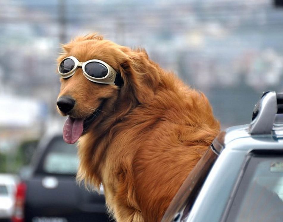 Golden-Retriever-riding-out-car-window-wearing-goggles