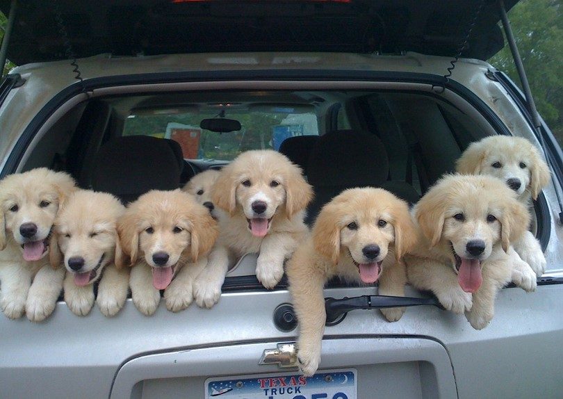 Puppies-in-the-car
