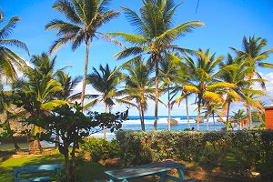 barbados-palms
